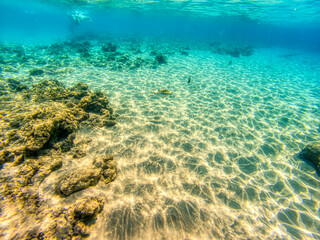 Various fishes swimming and feeding at Red Sea coral reefs during summer morning.