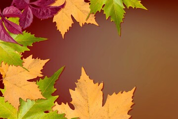 Naklejka na ściany i meble autumn landscape with bright colorful leaves foliage.