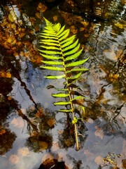 fern in autumn