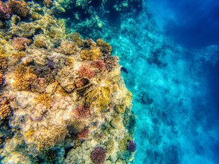 Naklejka na ściany i meble Great Red Sea coral reef during summer day in Egypt.