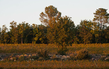 Obraz premium Paysage de vignoble en Automne.