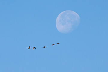 Ducks flying with the moon in the background.