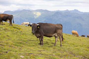 Naklejka premium Beautiful cows are eating some grass. Wonderful cow is starring to the camera. Amazing hiking day in one of the most beautiful area in Switzerland called Pizol in the canton of Saint Gallen.