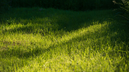 reen meadow grass in the evening on a dark background.
