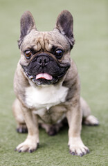 Fototapeta premium 6-Year-Old Sable Male Frenchie Sitting and Sticking Out Tongue. Off-leash dog park in Northern California.