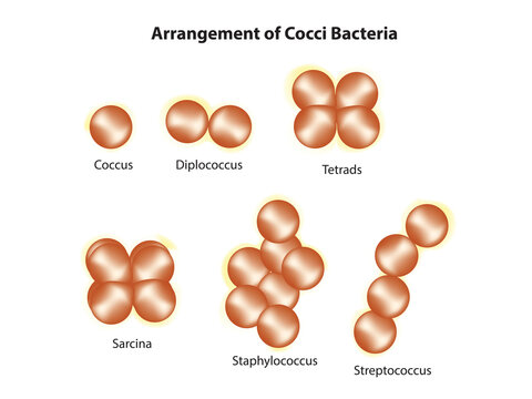 Microbiological arrangement of cocci bacteria