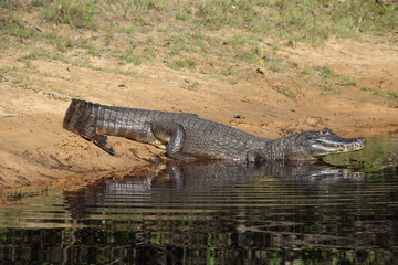 A caiman entering the river from the river bank in the Pantanal, Brazil