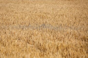 Close-up of golden organic field of cereal and wheat plant 