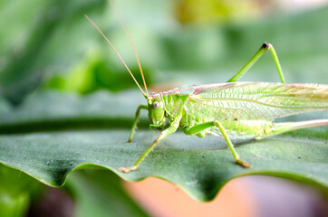 grasshopper on the grass