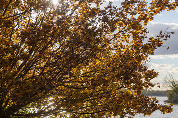 Branches of a deciduous tree through which the sun can be seen.