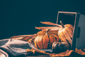 Autumnal composition for Thanksgiving Day with variety of pumpkins on dark rustic wooden background