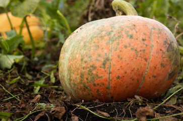 Large ripe orange pumpkin in the garden. Autumn harvest. Vitamins. Diet food concept. Close-up. Copyspace.
