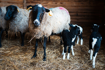 Sheep farm. Agriculture and farming. Environmentally friendly products.