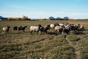 Sheep farm. Agriculture and farming. Environmentally friendly products.