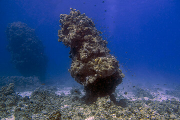 Wide angle views of the magnificent coral formations in the Red Sea, Egypt