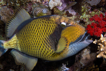 Fototapeta na wymiar A Titan Triggerfish (Balistoides viridescens) in the Red Sea
