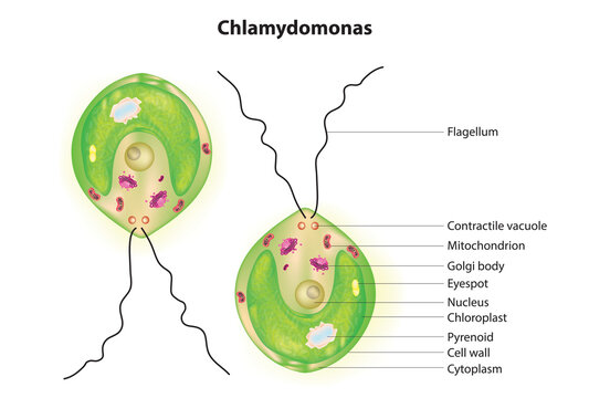 Biological illustration of Chlamydomonas cell