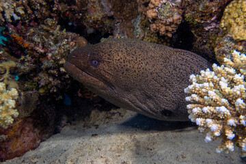 A Giant Moray Eel (Gymnothorax javanicus) in the Red Sea
