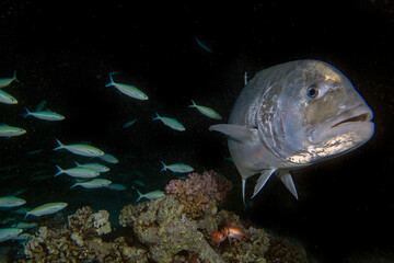 Giant Trevally (Caranx ignobilis) hunting for food at night in the Red Sea, Egypt