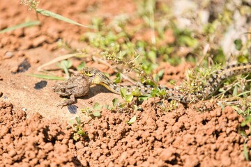 Buff Striped Keelback Snake with Kill which is Frog
