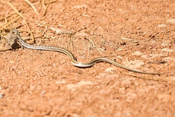 Buff Striped Keelback Snake with Kill which is Frog
