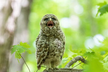 Baby barred owl standing on a branch calling for its parents to bring food. Green background with the afternoon sun illuminating the leaves.