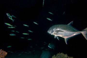 Giant Trevally (Caranx ignobilis) hunting for food at night in the Red Sea, Egypt