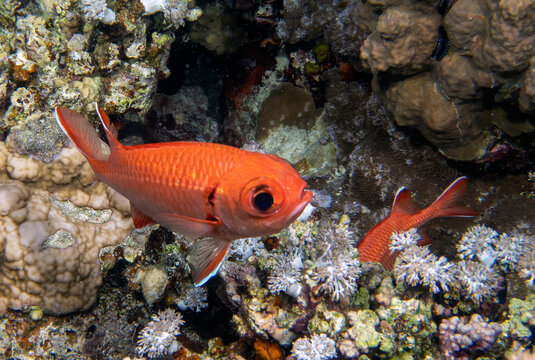 A White-edged Soldierfish (Myripristis murdjan) in the Red Sea, Egypt