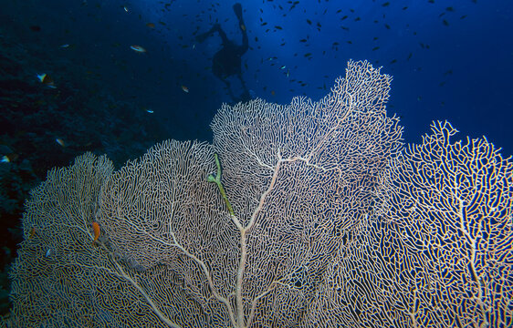 A Giant Gorgonian Sea Fan (Subergorgia hicksoni) in the Red Sea