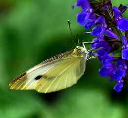Cabbage white butterfly