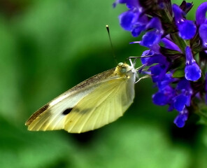 Cabbage white butterfly