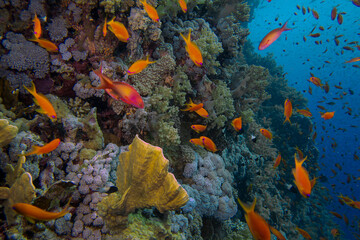 Fototapeta na wymiar Golden Anthias (Pseudanthias squamipinnis) in the Red Sea