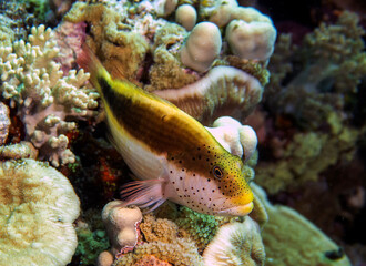 A Freckled Hawkfish (Paracirrhites forsteri) in the Red Sea, Egypt