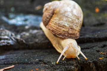Snail on a tree stump in the forest. Blurred photo background. Close-up photo of a snail.