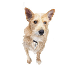 jack russell terrier