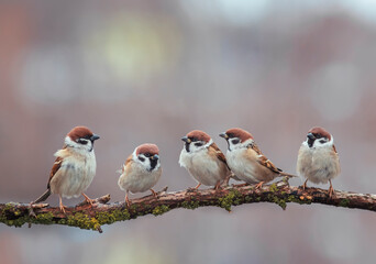 group of funny birds sparrows sitting on a branch in the park - Powered by Adobe