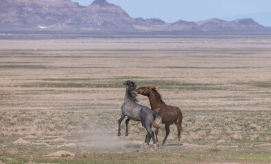 Wild horse Stallions Fighting in Utah