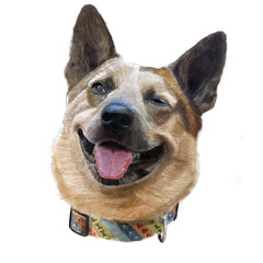 german shepherd dog