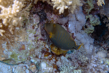 Fototapeta na wymiar An Orange-lined Triggerfish (Balistapus undulatus) in the Red Sea, Egypt