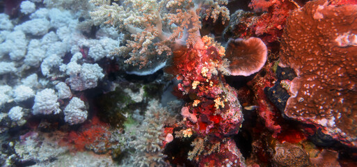 Wide angle views of the magnificent coral formations in the Red Sea, Egypt