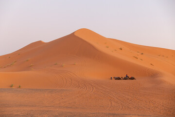 Fototapeta na wymiar camels resting next to a huge dune in the Sahara desert