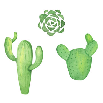 Watercolor cacti and succulent. Hand-drawn illustrations. Mexican motives.
