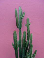 cactus agains pink background © Mat