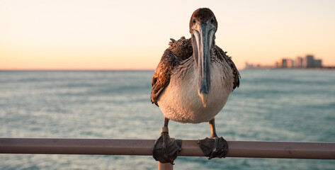 Pelicans during sunrise