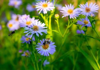 several flowers of a santbrinka with a bee. High quality photo
