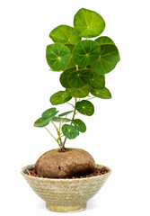 Stephania erecta Craib, Ornamental plants for minimalist style, Placed on wooden table for home decoration. Stephania erecta in the pot on white background.