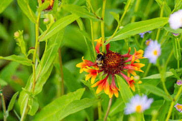 Gaillardia hybrid with a bee grows on the lawn. High quality photo
