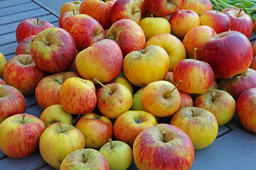 fresh harvest of organic Topaz apples from an urban garden