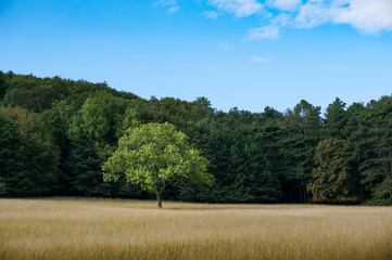 Obraz premium Lonely tree in a field. Forest in the Background with clear blue sky. Space for text. Horizontal format.
