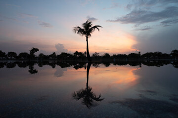 Palm tree reflection